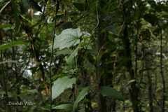 Thunbergia laurifolia